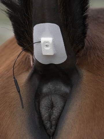 <ul><li>The TailTab™ is now attached to the tail and is ready to start transmitting the horse's body temperature</li></ul>