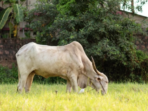 <p>If good quality forage is available you can reduce the use of grain feeding. Although in the two weeks pre calving grain may be needed to maintain adiquate energy intake due to the reduced amount of total feed the cow can eat. It is important energy levels are maintained.&nbsp;</p>