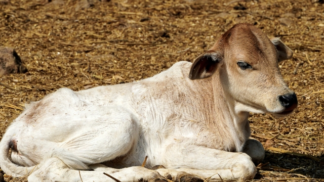 <p>Four days before calving isolate the cow in a clean environment with adequate bedding.</p>