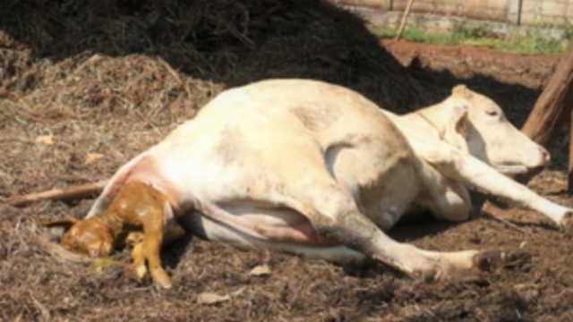 <p>Calving monitoring / assistance is important to avoid fatalities.</p>