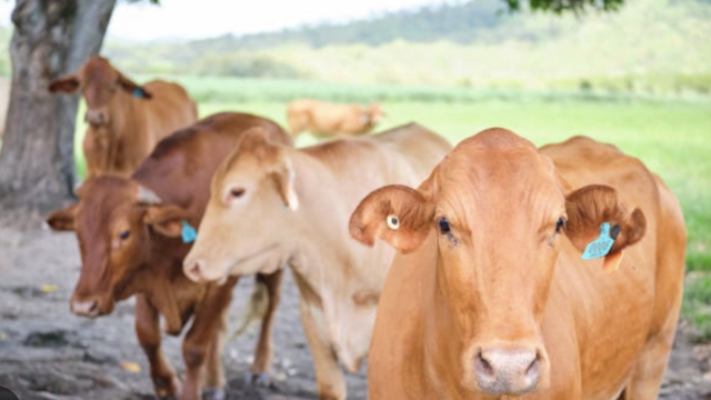 <p>As heifers grow and past six months of age provide high-quality forage and concentrate with a balanced ration that<br>includes adequate protein, energy, and minerals.&nbsp;</p><p>Ensure they have enough space.</p>