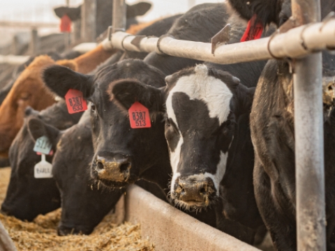 <p>Feed Bunk Space: Ensure enough feed bunk space for all calves to eat comfortably.<br></p>