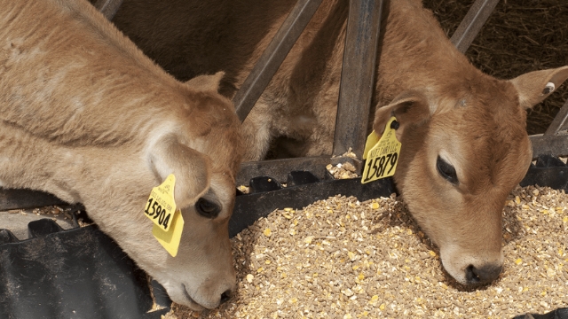 <p>Weaning can be done when calf started taking 1 kg of concentrate feed. This should be 20% CP.<br></p>