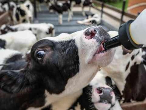 <p>Feed the calf whole milk at 8 to 10% of its birth mass per day for 8 weeks.<br>The quantity of milk fed can be reduced gradually from the fourth week of age, depending upon the desired growth rate.<br></p>