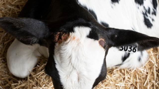 <p>Dehorning should be done before one month old.<br></p>