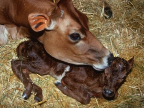 <p>Let cows to lick the calf to dry (bond between calf and mother), avoid chilling due to evaporation of foetal fluids.<br>A good rub down if it is cold weather if unable to lick the calf by mother.<br></p>