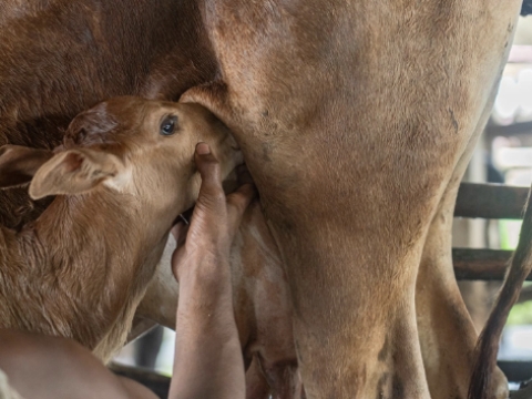 <p>Ensure the calf gets 10% of its body weight of colostrum from the cow as soon as possible. If the calf doesn't drink from the mother or doesn't drink enough do it by hand.</p>
