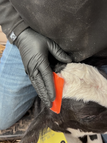 <p>Inmediatamente después de haber aplicado la pasta descornadora, coloque un pedazo de cinta de tubería (duct tape) sobre el cuerno tratado.  Repita el mismo paso con el otro cuerno. </p>