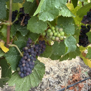 <p>As the grapes slowly start to ripen in the early autumn they start to change colour quickly. This doesn’t mean they taste nice but we do need to monitor daily to decide when to put nets on for birds.</p>