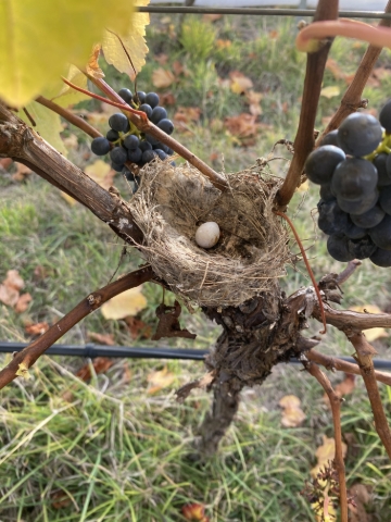 <p>Here’s a documentation of the year as we move through the seasons at Germain Wines and what’s involved in getting our first class wine to you!</p>