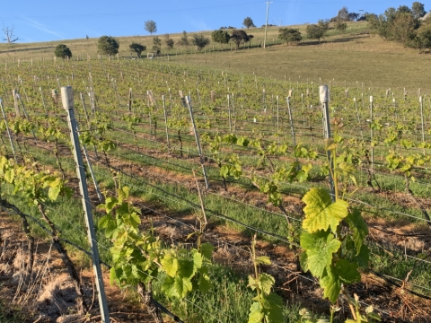<p>At Germain Wines we focus on pinot noir as our speciality wine grown on the side of a hill just below the bush line.</p>