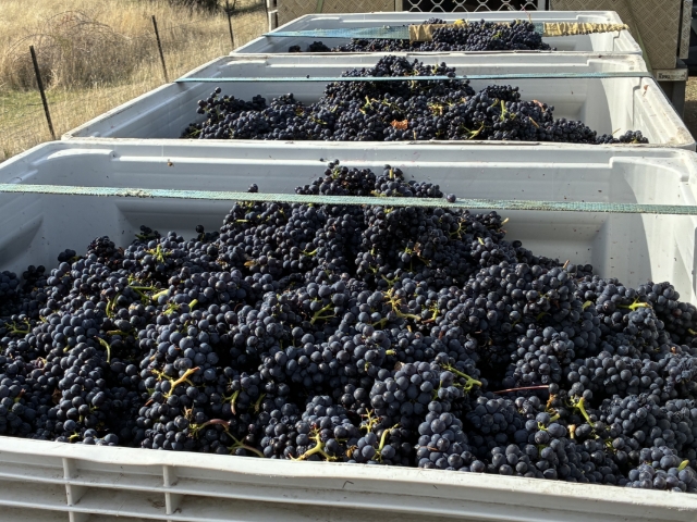 <p>And we’re done 🍷🍷🍷</p><p>Now it’s up to our magician wine maker to work his magic!</p>