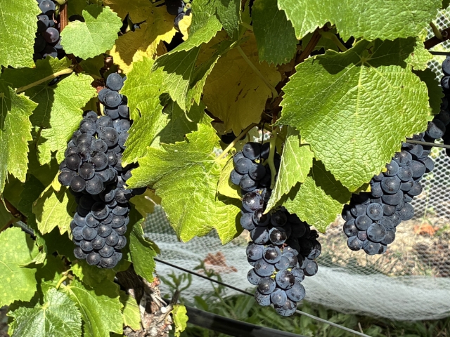 <p>We’re blessed in Tassie with perfect autumns. Long sunny days and cool nights to slowly ripen grapes with complexity. </p><p>We constantly monitor sugar levels in the grapes an continually consult with our wine maker to ensure we get to this point!</p><p>Ideal grapes ready to pick, to produce another brilliant full of depth Pinot😀.</p>