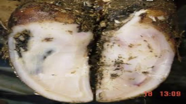 <p>White line disease is the most common form of lameness.
It generally starts to appear late spring onwards.
The join between the wall and sole weakens and stones force their way into the crack.
This is usually on the outside claw of the hind foot but sometimes on the inside claw of the front foot in heifers.</p>