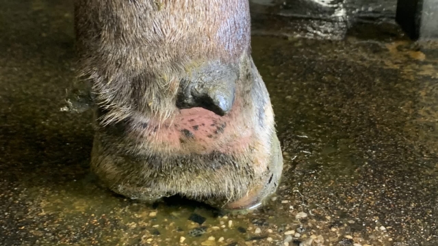 <p>Footrot occurs at all time of year in wet conditions or where wet areas ( think edges of laneways and gateways ) are continually found on farms. Small stones penetrate the soft tissue between the claws. They are swollen and hot and very painful.</p>