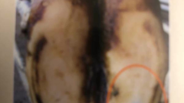 <p>Sole penetration is caused by sharp objects ( like stones on the yard ) penetrating the sole.
It usually occurs in the front third of the sole. Often all you see is a small dark mark. It has usually under run the sole and formed a large abscess.</p>