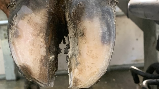 <p>Check the whiteline for faults, discolouring or holes ( especially the outside of the outside claw ).
This is where most whiteline occurs.</p>