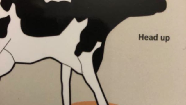 <p>Cows with front foot lameness lift their heads when the lame foot goes down to relieve weight.</p>