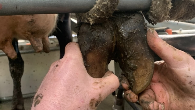 <ul><li><p>Is the foot swollen?</p></li><li><p>Is the foot hot?</p></li><li><p>Is the skin broken between the claws?</p></li><li><p>This is where footrot occurs</p></li><li><p><klink id="76598060-0179-4b68-bb6e-a3898707a3bf" step-id="b61c5bfd-a6c5-43c3-ba01-30daccbe0177">If these signs occur use this link</klink></p></li></ul><p></p>