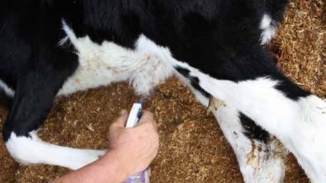 <p>At pick up disinfect their navels with stock iodine and 10% meths added ( not teatspray ) before they go onto the calf trailer / carrier.</p>