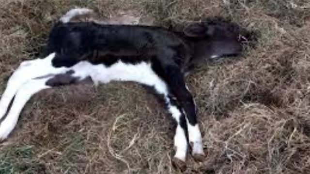 <p>Sudden death in calves pre weaning:</p><ul><li><p>Usually individuals </p></li><li><p>Often your best calves</p></li><li><p>Usually just "found dead"</p></li></ul><p></p>