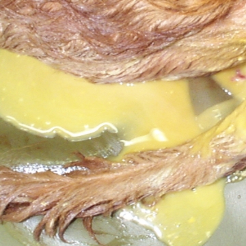<p>Crypto:</p><ul><li><p>Usually from 1-4 weeks of age</p></li><li><p>Profuse watery yellow scour</p></li><li><p>Strong smelling</p></li><li><p>NO BLOOD Mild depression</p></li><li><p>Severe dehydration</p></li></ul><p><klink id="59ad6c52-48eb-418d-970f-1a8566efca35" step-id="a8f13eed-d760-4c96-b928-7d69354451dc">Crypto including treatment</klink></p><p></p>