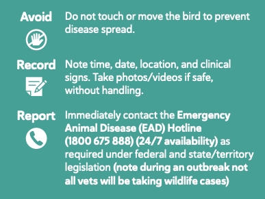 What to do if you suspect it in wild birds