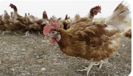 <h4><strong>Poultry (chickens, ducks, etc)</strong></h4><ul><li><p>sudden drop in egg production</p></li><li><p>lethargy or not eating/ drinking</p></li><li><p>swollen head or limbs</p></li><li><p>bruising on comb, feet or skin</p></li><li><p>breathing issues or runny nose</p></li></ul><p></p>