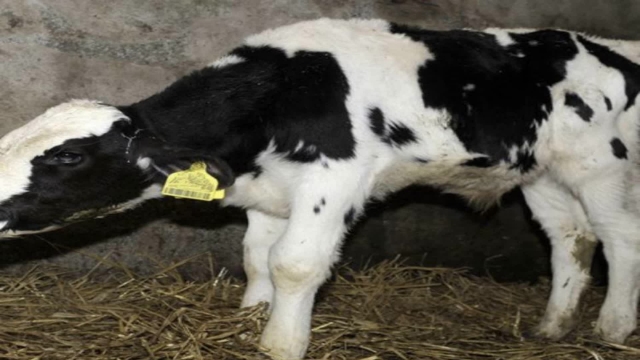 <p>Is the calf breathing heavily ( compare it to other calves )? Is it coughing? </p>
