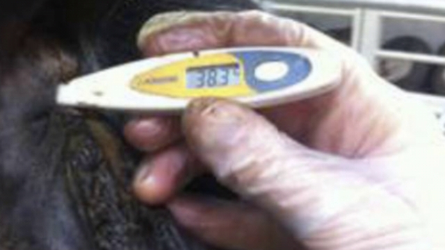 <p>Take the calf temperature.
Above 39.5 indicates fever.</p>