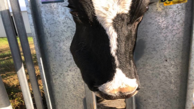 <p>Treat cow (500kg) with Tetramax 25 ml per day for 10 days</p>