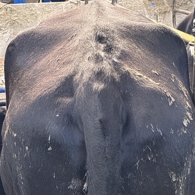 <p>Getting cows in the ideal BCS is a key part of this:</p><ul><li><p>5.5 for R2 and R3 animals</p></li><li><p>5.0 for mixed aged cows</p></li></ul><p>Too fat and they are a higher disease risk.</p><p>Too thin and they’ll always be behind the mark.</p><p></p>