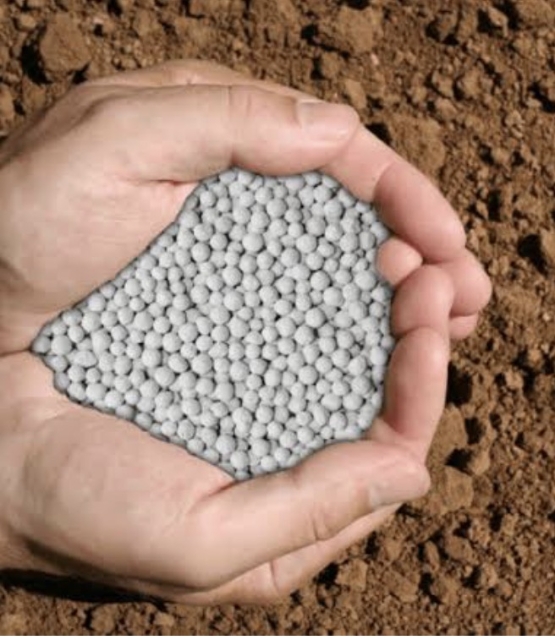 <p>Offering extra calcium to springers is a good tool as their requirements have risen greatly.</p><p>Via feed systems with a calcium pellet or calciprills is ideal.</p><p>Calcium is needed for milk production and smooth muscle contraction (think uterus involution and rumination). </p><p></p>
