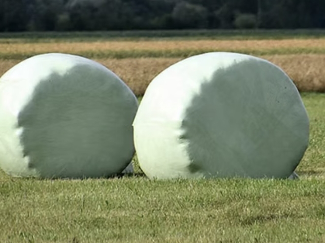 <p>Ad lib silage in a feeder near the gate is another key tool.</p>