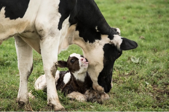 <p>Day zero is critical.</p><p>Ideally you pick up calves twice a day ( or more) and get them into the colostrum routine as soon as possible. </p><p>Next best with Halter is to pause collars so they can walk over to w break fence. They don’t respond to this as well as being in the colostrum mob but it’s better than leaving them in the springer mob.</p>