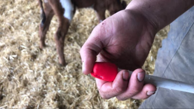 <p>Check the end of the tube is smooth and not damaged.
Using a damaged tube could cause harm to the calf's throat.</p>