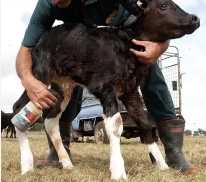 <p>With twice a day pick up this is easy you just tube calves at pick up.</p><p></p><p>With once a day pick up. In the late afternoon go and tube any calf in the paddock so that by morning when they are well past 12 hours of age they have already been tubed. Calves born overnight can be tubed at pick up.</p><p>TIP, mark the calves tubes in the afternoon.</p>