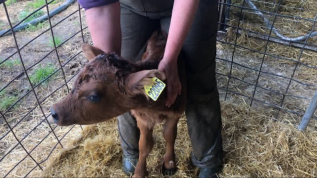 <p>Back calf into a corner between your legs.</p>