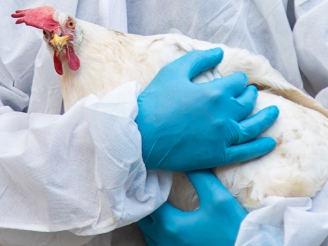 <blockquote style="background-color: var(--k-quote-bg-warning);"><h4><span style="color: rgb(0, 0, 0); font-size: 22px; line-height: 1.4;">Bird flu can only be confirmed through laboratory testing. Samples must be collected by a veterinarian or government animal health officer.</span></h4></blockquote><p><span style="font-size: 22px; line-height: 1.4;">If you come across an animal or have a pet with a suspected case:<br></span></p><ul><li><p><span style="font-size: 22px; line-height: 1.4;">Do not touch</span></p></li><li><p><span style="font-size: 22px; line-height: 1.4;">Isolate from other animals</span></p></li><li><p><span style="font-size: 22px; line-height: 1.4;">Do not bring sick or dead animals with suspected flu to the vet without calling to discuss the symptoms first</span></p></li></ul><p></p>