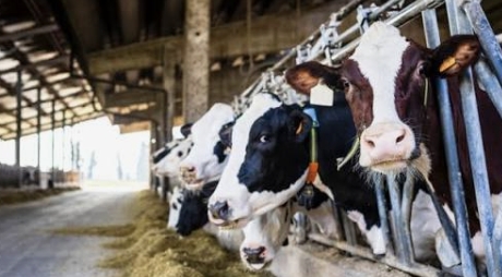 <p><span style="font-size: 22px; line-height: 1.4;"><strong>Mammals (seals, cows, cats, rats)</strong></span><span style="font-size: 22px; line-height: 1.4;"><br></span></p><ul><li><p><span style="font-size: 22px; line-height: 1.4;">weakness or tiredness</span></p></li><li><p><span style="font-size: 22px; line-height: 1.4;">trouble walking or</span></p></li><li><p><span style="font-size: 22px; line-height: 1.4;">breathing seizures,</span></p></li><li><p><span style="font-size: 22px; line-height: 1.4;">tremors or walking in circles</span></p></li><li><p><span style="font-size: 22px; line-height: 1.4;">drooling or runny nose</span></p></li><li><p><span style="font-size: 22px; line-height: 1.4;">sudden illness or death</span></p></li></ul><p></p>