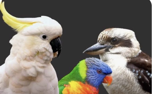 <p><span style="font-size: 22px; line-height: 1.4;"><strong>Pet birds and backyard poultry:</strong></span><span style="font-size: 22px; line-height: 1.4;"><br></span></p><ul><li><p><span style="font-size: 22px; line-height: 1.4;">sudden death</span></p></li><li><p><span style="font-size: 22px; line-height: 1.4;">lethargy or not eating/ drinking</span></p></li><li><p><span style="font-size: 22px; line-height: 1.4;">breathing issues or runny nose</span></p></li><li><p><span style="font-size: 22px; line-height: 1.4;">tremors, ataxia and seizures</span></p></li><li><p><span style="font-size: 22px; line-height: 1.4;">vomiting or diarrhoea</span></p></li></ul><p></p>