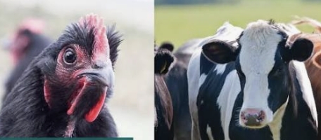 <p><span style="font-size: 22px; line-height: 1.4;">For commercial farms immediately ring your vet AND the EAD (Emergency Animal Disease) HOTLINE open 24/7</span></p><p><span style="font-size: 22px; line-height: 1.4;"><strong>1800675888</strong></span></p>