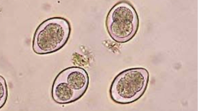 <p><span>Coccidia in calves is caused by microscopic parasites called Eimeria species. It commonly affects young calves (3 weeks to 6 months old), especially when stressed or in unsanitary environments.</span>
<br><br></p>