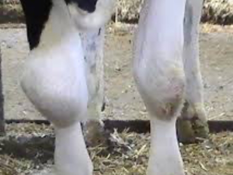<p>Navel infection can spread to become septic arthritis.</p><p>If this occurs treatment prognosis is poor.</p>