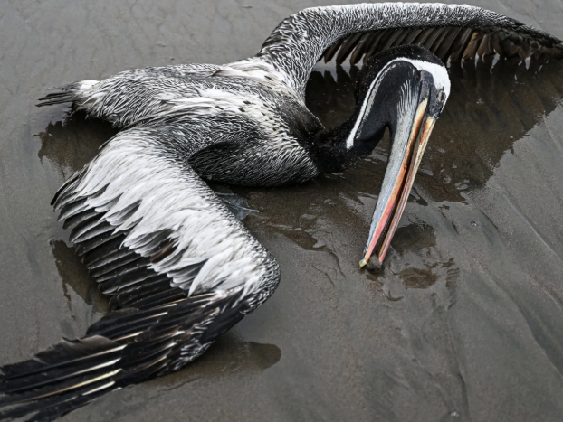 <p>Bird Flu (H5N1) hasn't been found in Australian dairy herds BUT there have been three cases in wild birds found.</p><p>The following is a guide:</p><ul><li><p>What to look for</p></li><li><p>How it spreads</p></li><li><p>What to do</p></li></ul><p></p>