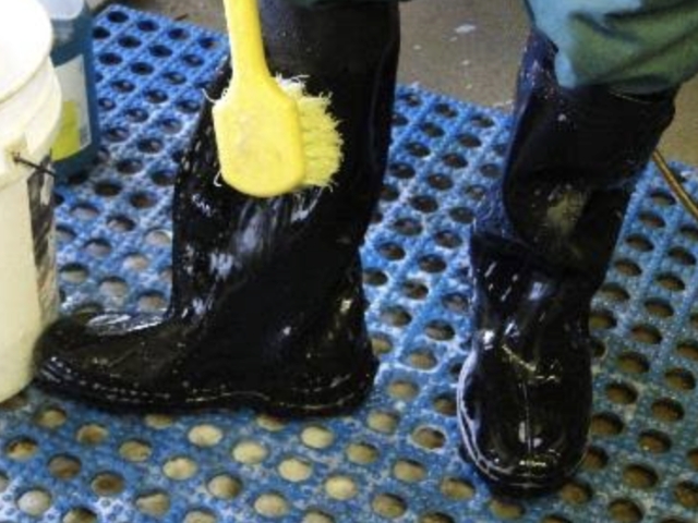 <ul><li><p>Clean and disinfect equipment, boots and vehicles if necessary.</p></li><li><p>Ensure hands are washed and disinfected.</p></li><li><p>Minimise people coming and going.</p></li><li><p>Record who does come and go.</p></li></ul><p></p>