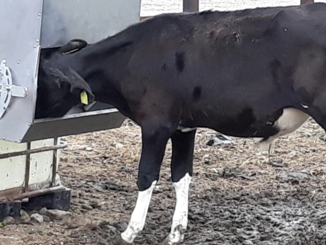 <ul><li><p>Prevent birds from contaminating feed and water</p></li><li><p>Don't forget young stock feed</p></li><li><p>Keep troughs clean</p></li></ul><p></p>