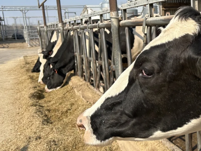 <p>Indirect contact via contaminated:</p><ul><li><p>Feed and water</p></li><li><p>Bedding</p></li><li><p>Footwear and vehicles</p></li><li><p>Clothing and equipment</p></li></ul><p></p>