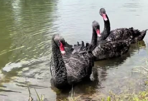 <p>Direct contact with infected birds.</p><p>Especially waterfowl and seabirds.</p>