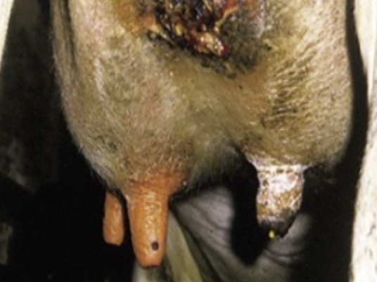 <p>Mastitis</p><p>THIS CAN BE THE ONLY PRESENTING SIGN</p><ul><li><p>The virus replicates in the milk secreting cells</p></li><li><p>Severe mastitis</p></li><li><p>Milk can look like mastitis or thick colostrum</p></li><li><p>Shows up under PCR testing (but not the panel commercially used in Australia)</p></li></ul><p><a target="_blank" rel="noopener noreferrer nofollow" href="https://www.nature.com/articles/s41467-025-61553-z">Scientific Article</a></p><p></p>